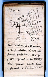 Myšlenková mapa jako z učebnice – strom evoluce druhů Charlese Darwina. 